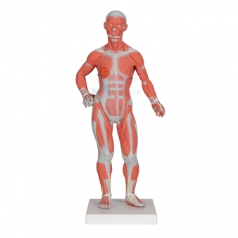 Human Muscle Anatomy Models